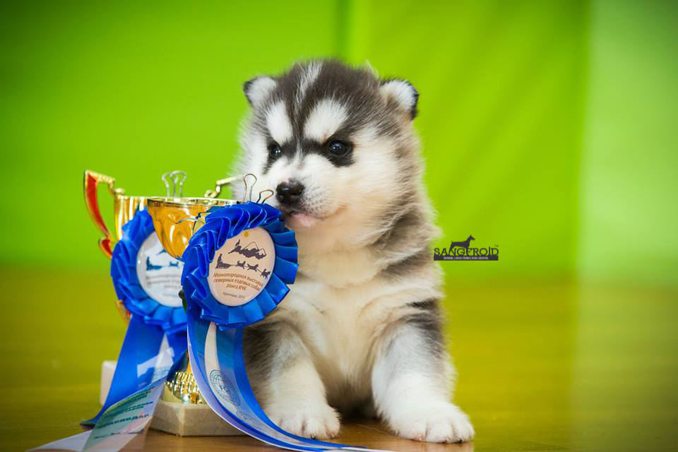 Siberian Husky puppies from Mumbai. Breeder: Swapnil